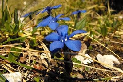 Piatra Craiului - flori albastre de munte
