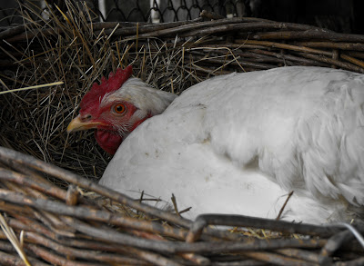 o gaina clocind. Chicken. Hen on eggs.