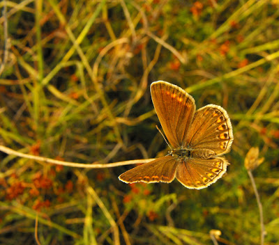 brown butterfly - fluturas maro