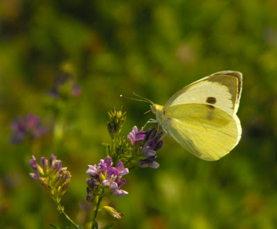 white butterfly - fluture alb