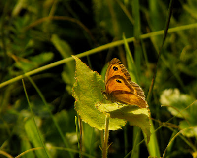 brown butterfly - fluturas maro