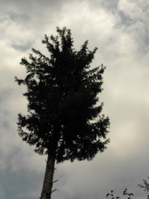 bradul, cimitir