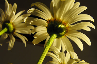 margarete - flori de camp