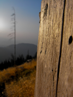 Fagaras. Padurea. Copacii
