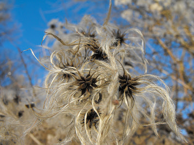Tehomir Decembrie2009 14 amintiri, Craciun, de pe dealuri, iarna, jurnal, padurea, Tehomir, viata la tara Tehomir. Iarna. Floare de curpen
