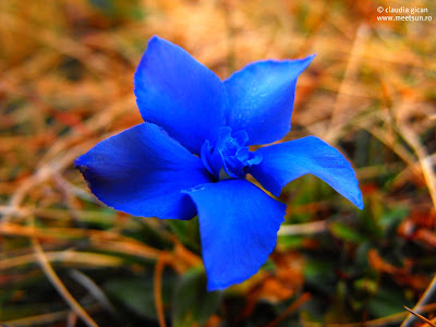 flori albastre de munte: gentiana bavarica