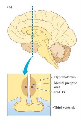 [hypothalamus2[15].jpg]
