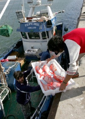 Descarga de pesca en el Puerto de Avil�s
