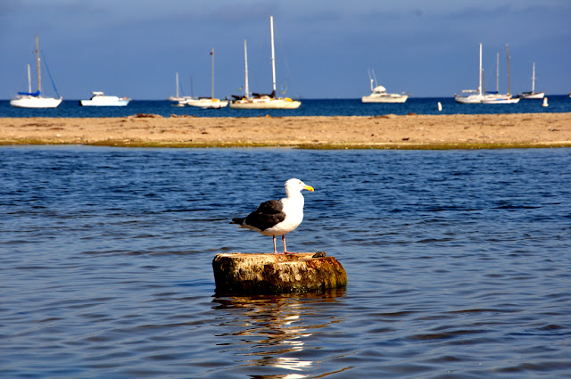 Американский пирог, или 70 дней в U.S.A.