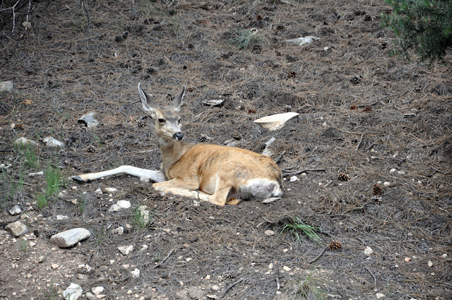 Американский пирог, или 70 дней в U.S.A.