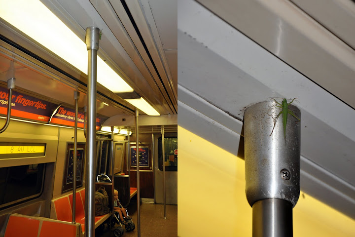 Американский пирог, или 70 дней в U.S.A.