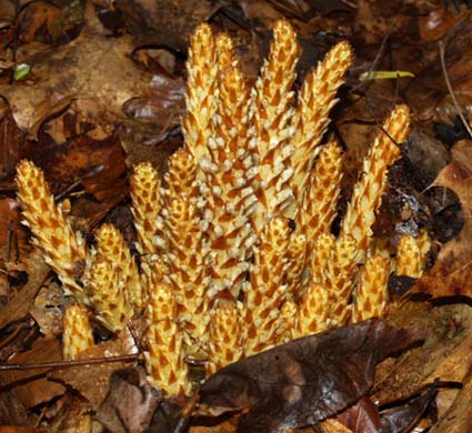 conopholis americana