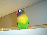 lovebird
