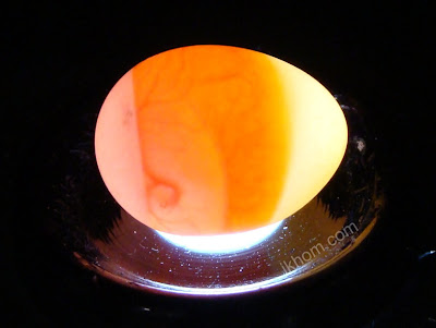 FINCHforum • View topic - Egg Candling with pictures