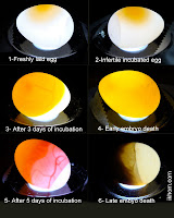 birds eggs
