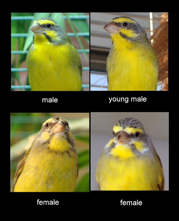 FINCHforum • View topic - Green Singing finch?