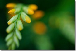 Crocosmia_by_sirpecangum