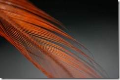 Feather_by_quinn.anya