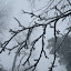 New Photos_1881.JPG