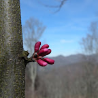 Spring is almost here on the mountain side.  Just don't tell the flowers it's suppose to snow on Monday! errr.