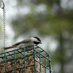 I love our new bird feeder.  I love spring.  I love the mountains!