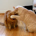 The action begins when ear grooming turns into an Ear BITE.  sucka!