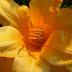 DSCN4606.jpg