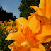 DSCN4611.jpg
