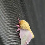 This cute furry thing has about as much hair as our cats.  By far this 'cousin it' is the coolest moth i've seen.  You just want to pet him right?!