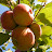 2008 Honeycrisp Bunch