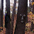 2008 The woods decked out for halloween
