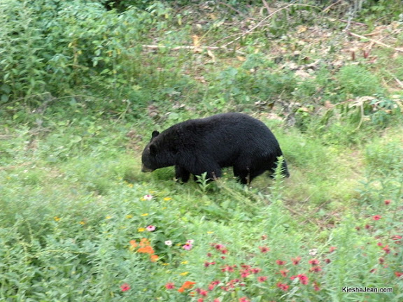 through the flower patch