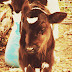 a precious calf