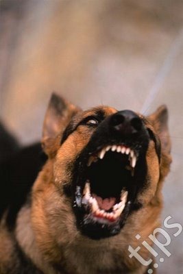 [cao_ladrar_zorate[3].jpg]