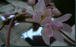 Spring walk in garden 012