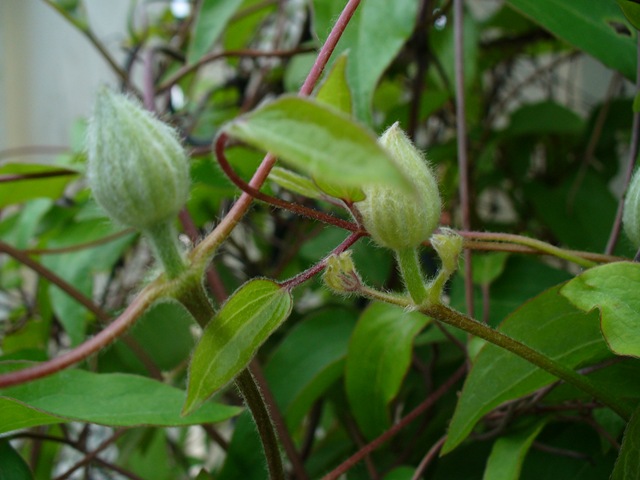 [Spring walk in garden 014[10].jpg]