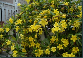 Spring walk in garden 002