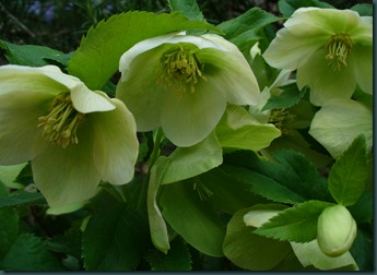 Spring walk in garden 003