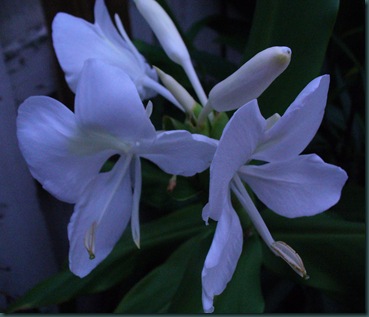 Late summer flowers 2009 001