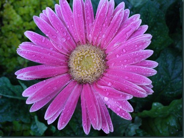 Late summer flowers 2009 024