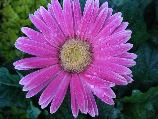[Late summer flowers 2009 024[4].jpg]