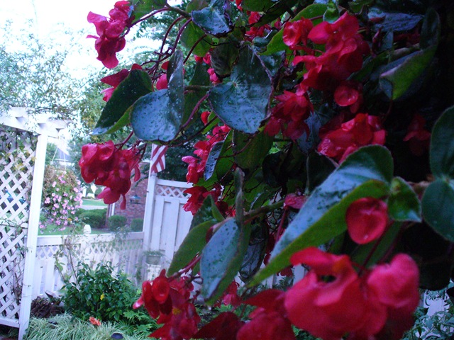 [Late summer flowers 2009 030[4].jpg]
