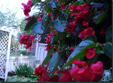 Late summer flowers 2009 030