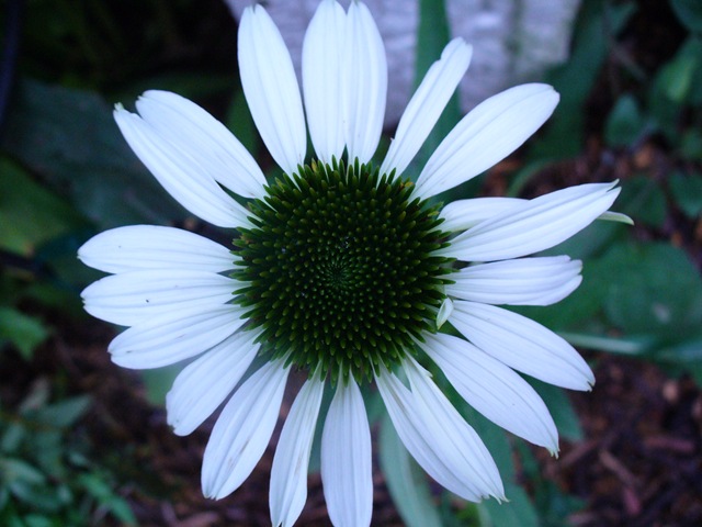[Very last walk in garden 2009 008[4].jpg]