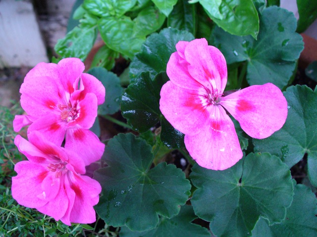 [Very last walk in garden 2009 002[5].jpg]