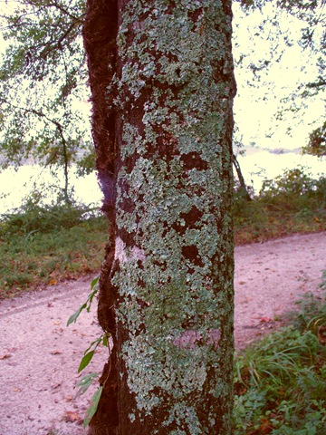 [cooking pics and wordless blog post on trails 2009 015[20].jpg]
