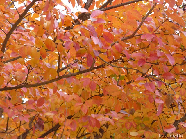 [My garden as it wanes 2010 002[14].jpg]