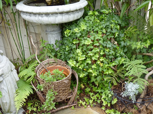 [My garden as it wanes 2010 006[7].jpg]