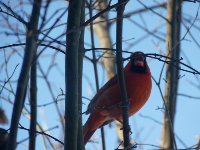 [4 & 20 ____Birds 011[9].jpg]