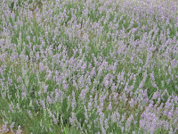 P1020243.JPG
